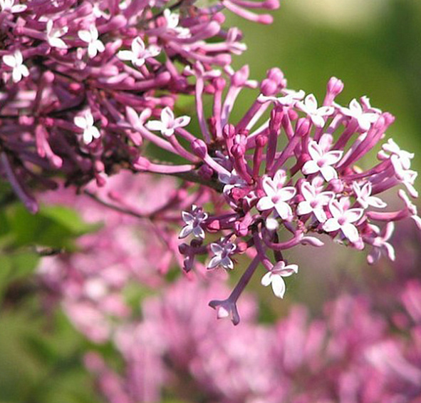 Сирень Мейера 'Тинкербелл' (вишневая)